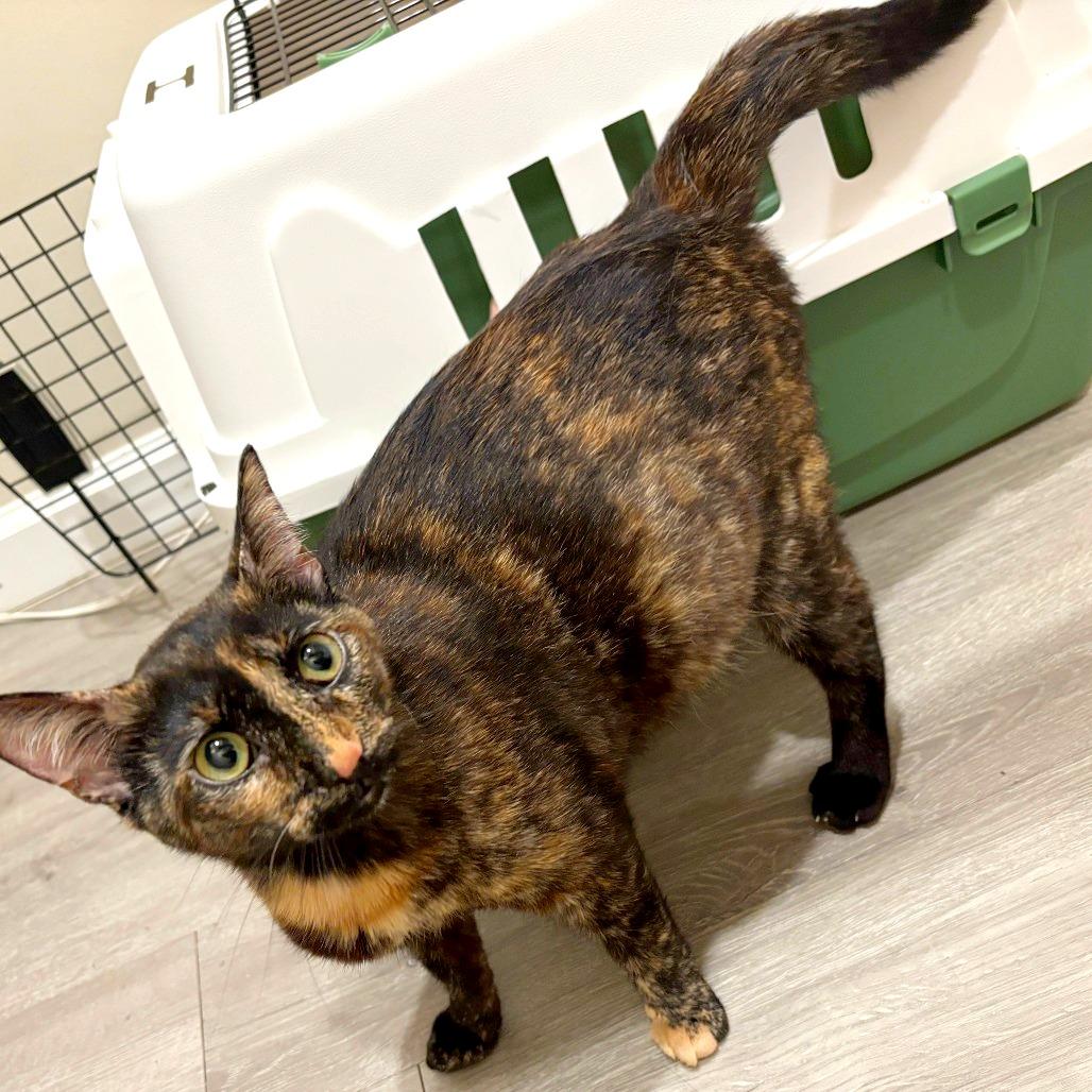 Forklift — thumbnail 4