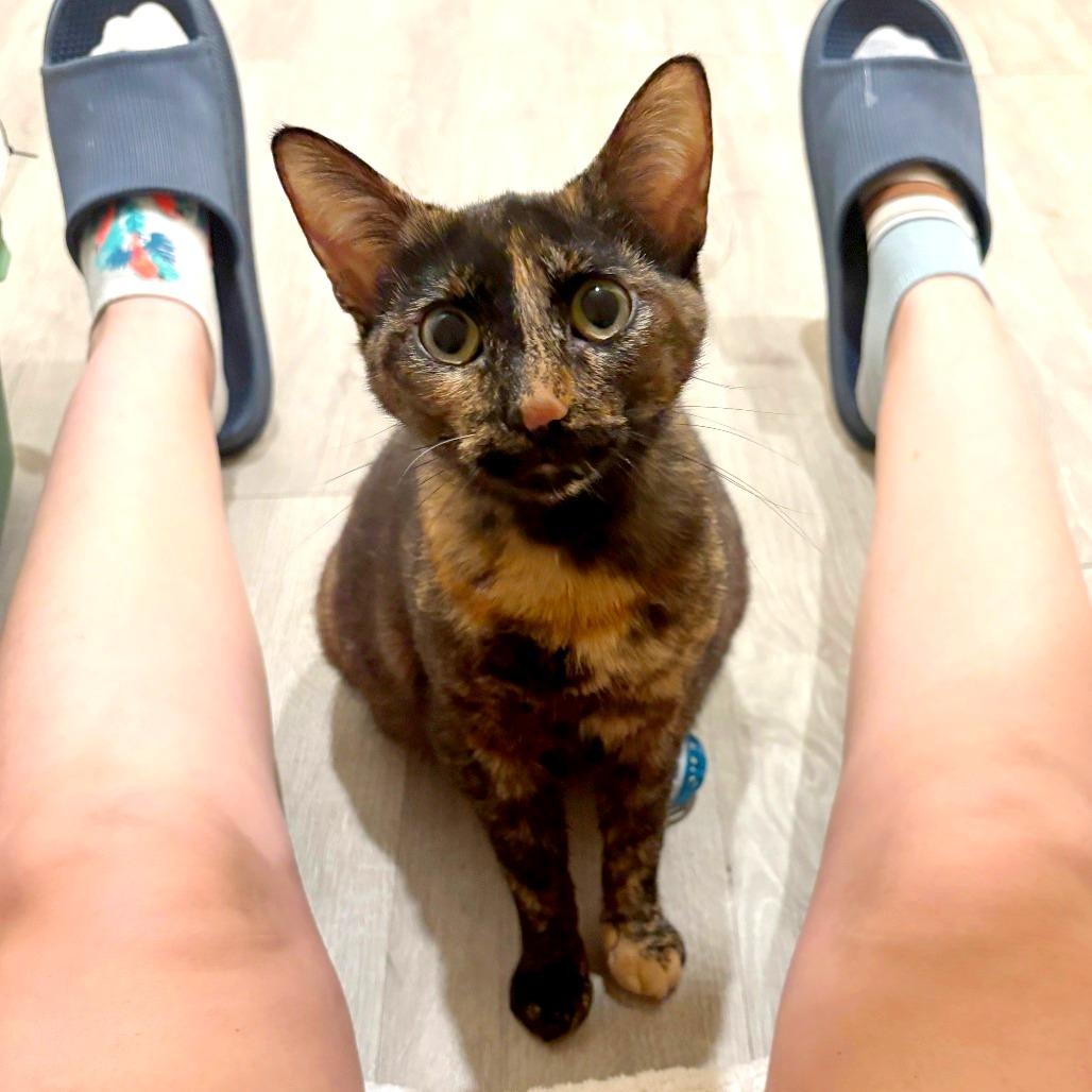 Forklift — thumbnail 5