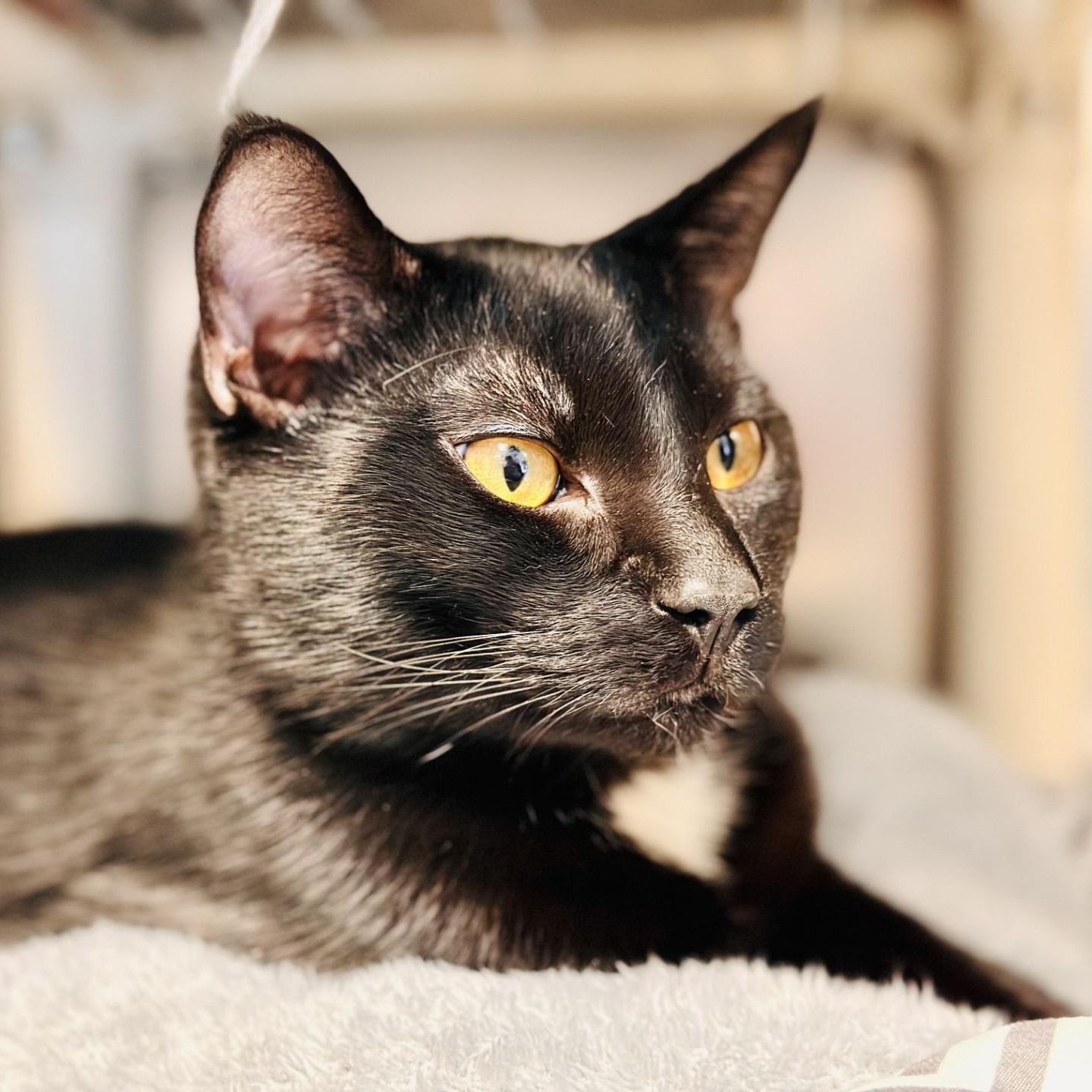 Enlarge Midnight , an adopted Domestic Short Hair in Manahawkin, NJ image 2/2