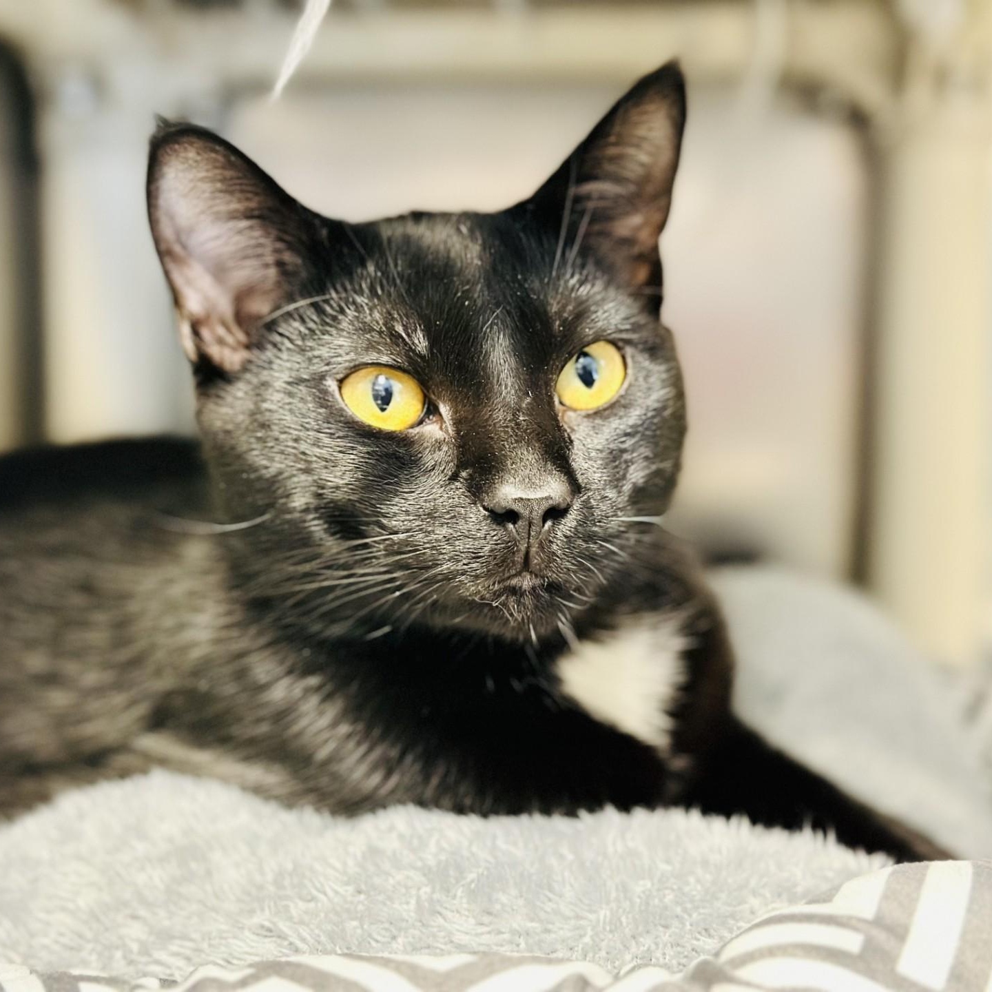 Enlarge Midnight , an adopted Domestic Short Hair in Manahawkin, NJ image 1/2