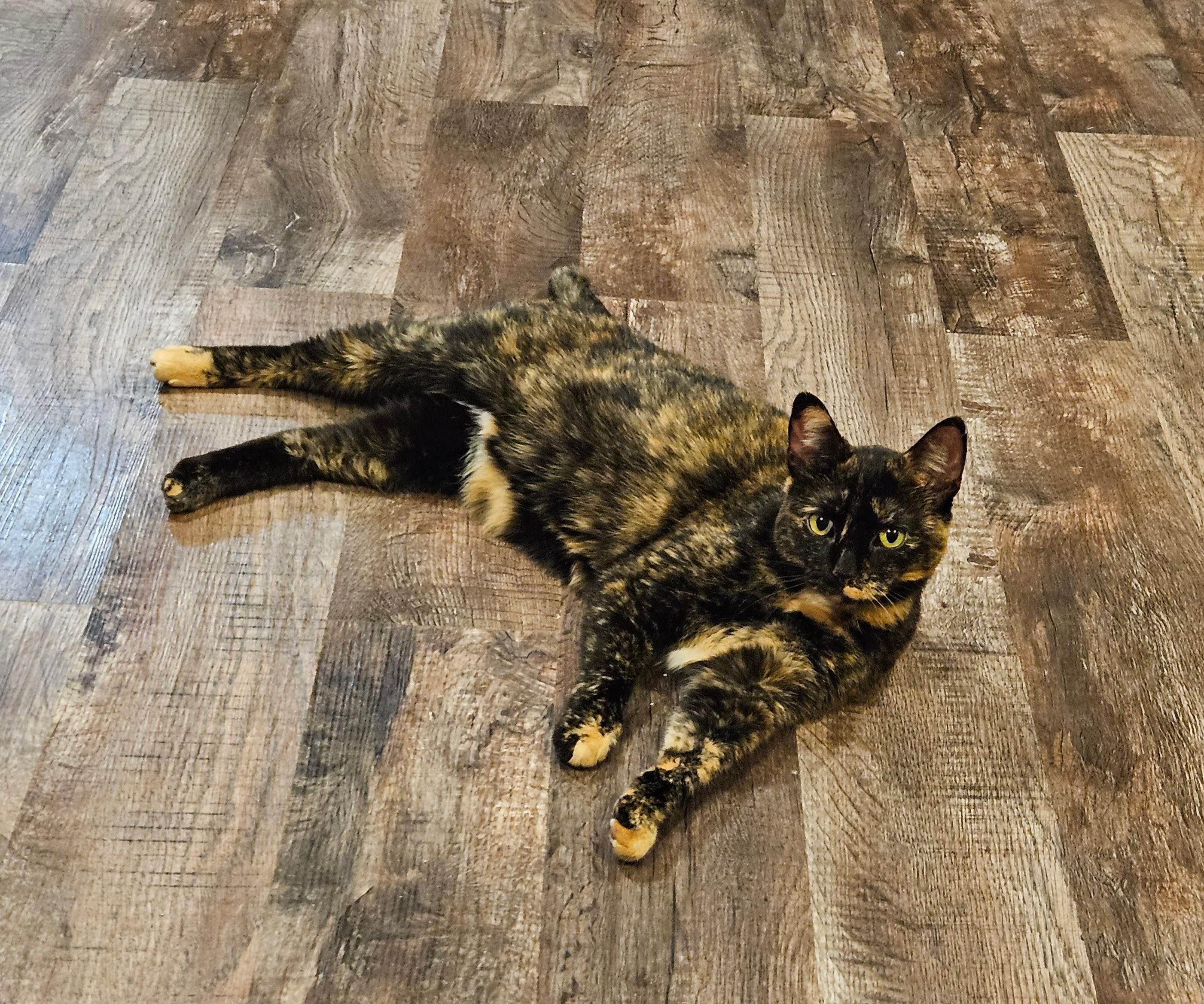 Trixie Jo, Adult Female Domestic Short Hair