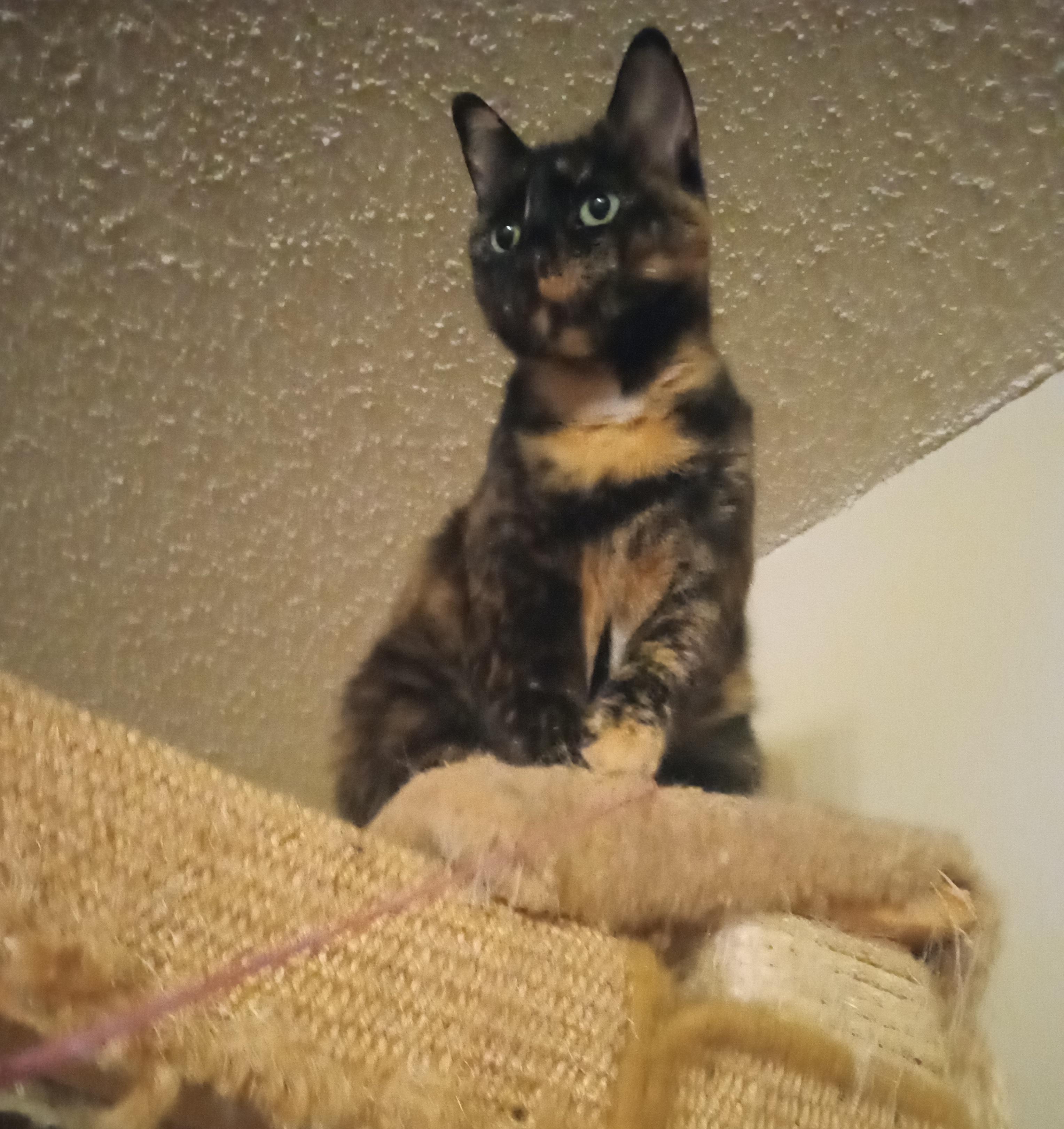 Trixie Jo photo 3