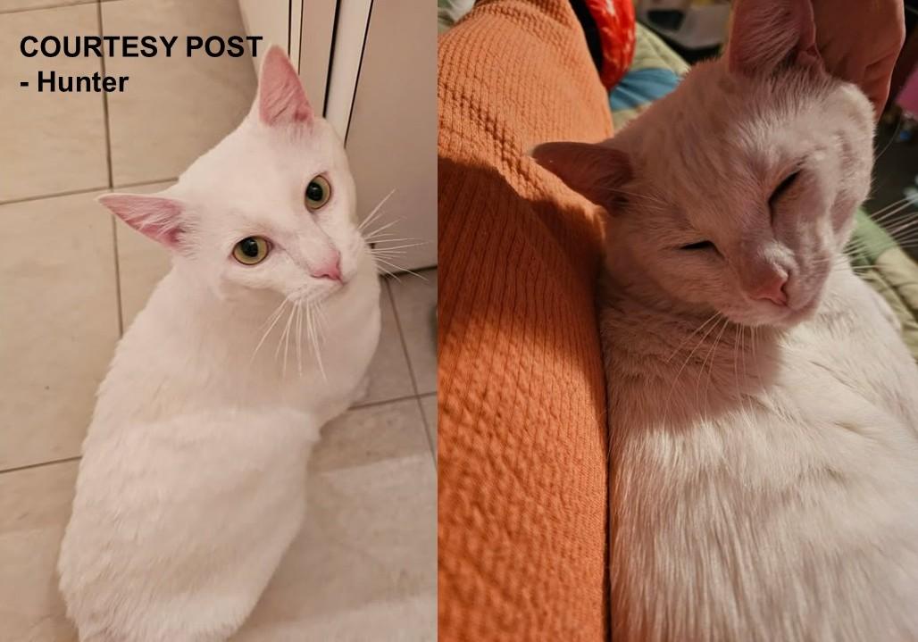 Hunter, ADOPTABLE, Adult Male Domestic Short Hair.