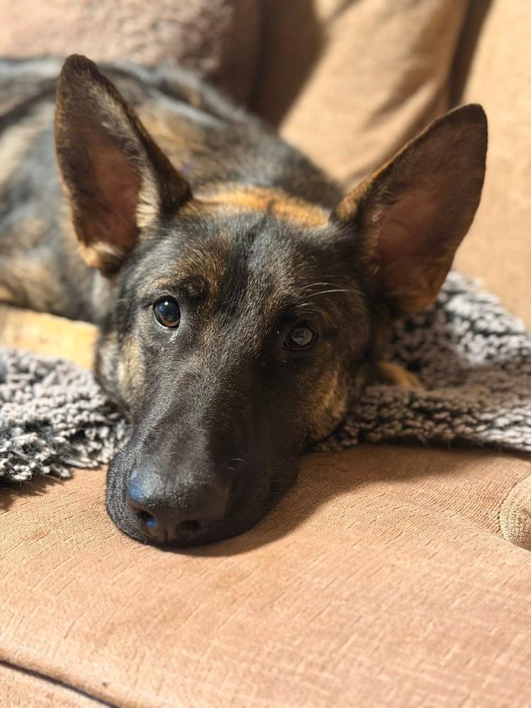 Mama Ari, Adoptable, Adult Female German Shepherd Dog.