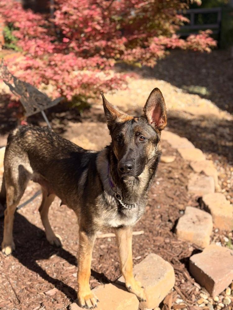 Enlarge Mama Ari, a Adoptable mixed breed in Pleasant Hill, CA image 2/6