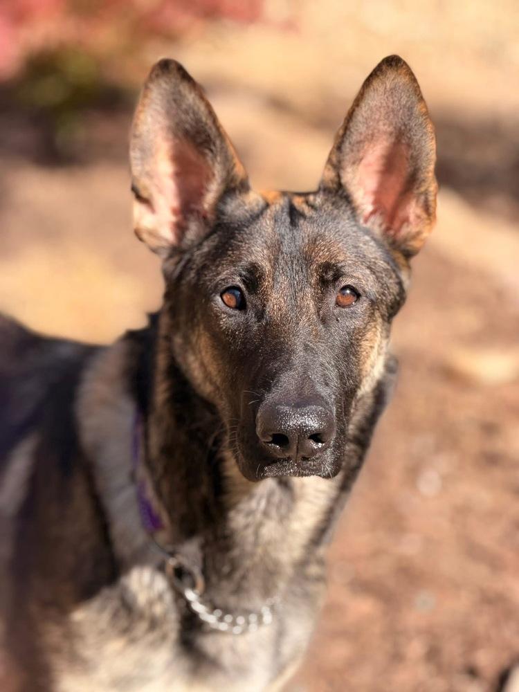 Enlarge Mama Ari, a Adoptable mixed breed in Pleasant Hill, CA image 4/6