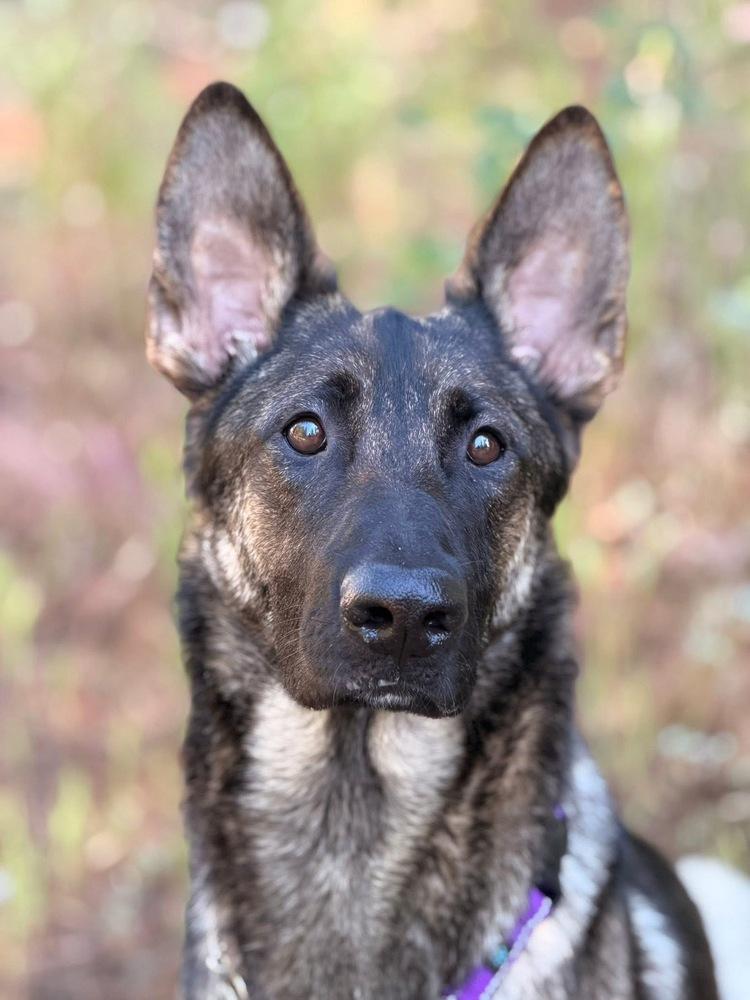 Enlarge Mama Ari, a Adoptable mixed breed in Pleasant Hill, CA image 5/6