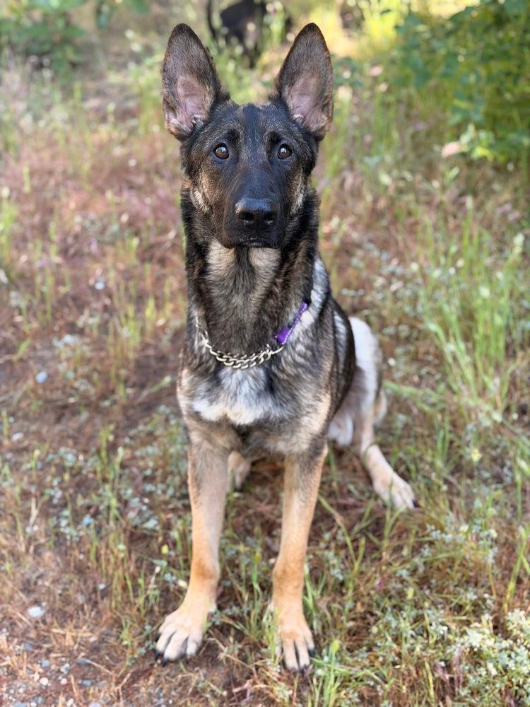 Enlarge Mama Ari, a Adoptable mixed breed in Pleasant Hill, CA image 6/6