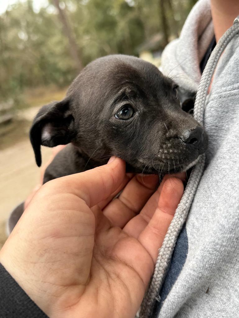 Gandalf, Adopted, Young Male Chihuahua.