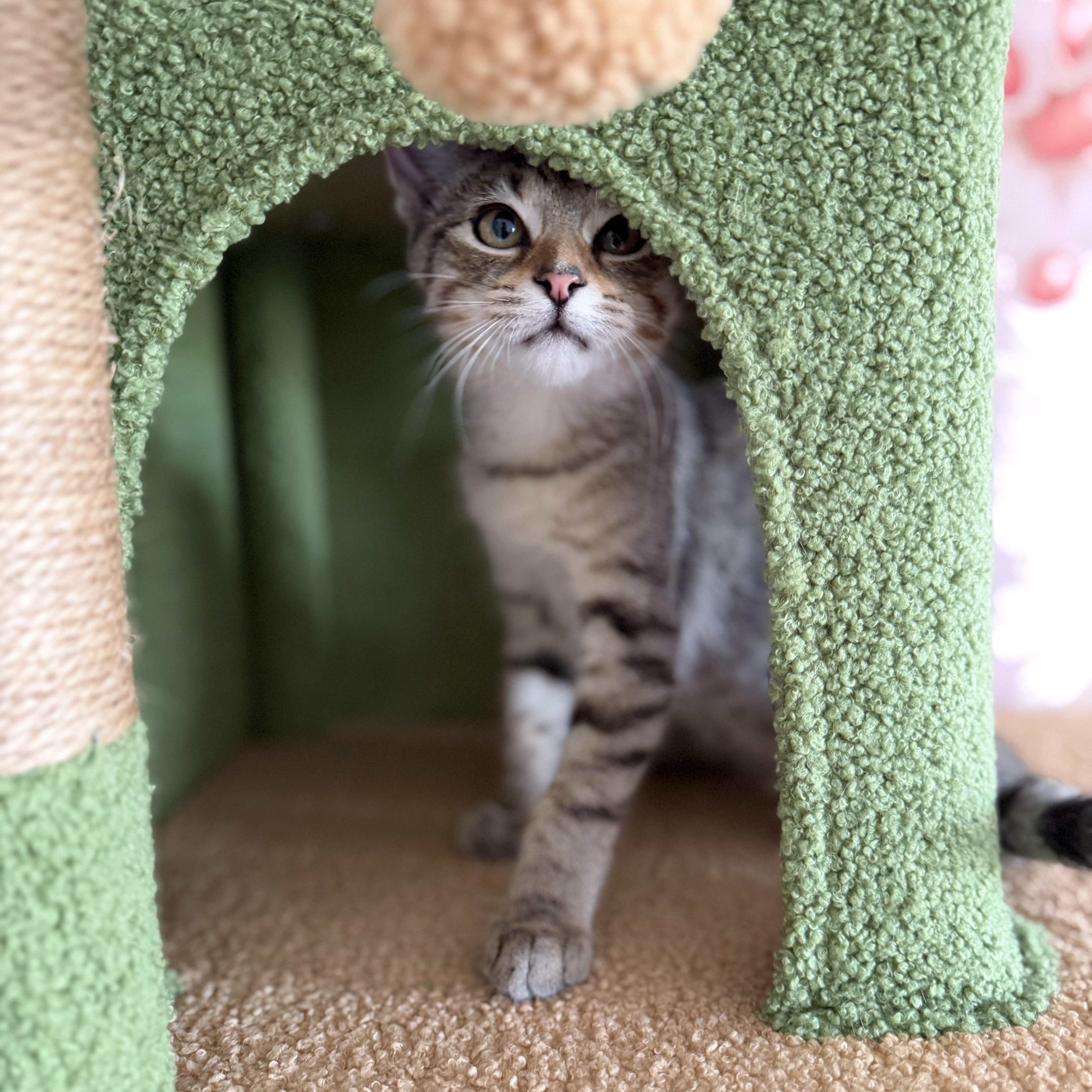 Enlarge Ducky, a Adopted Domestic Short Hair in Roanoke, VA image 3/3