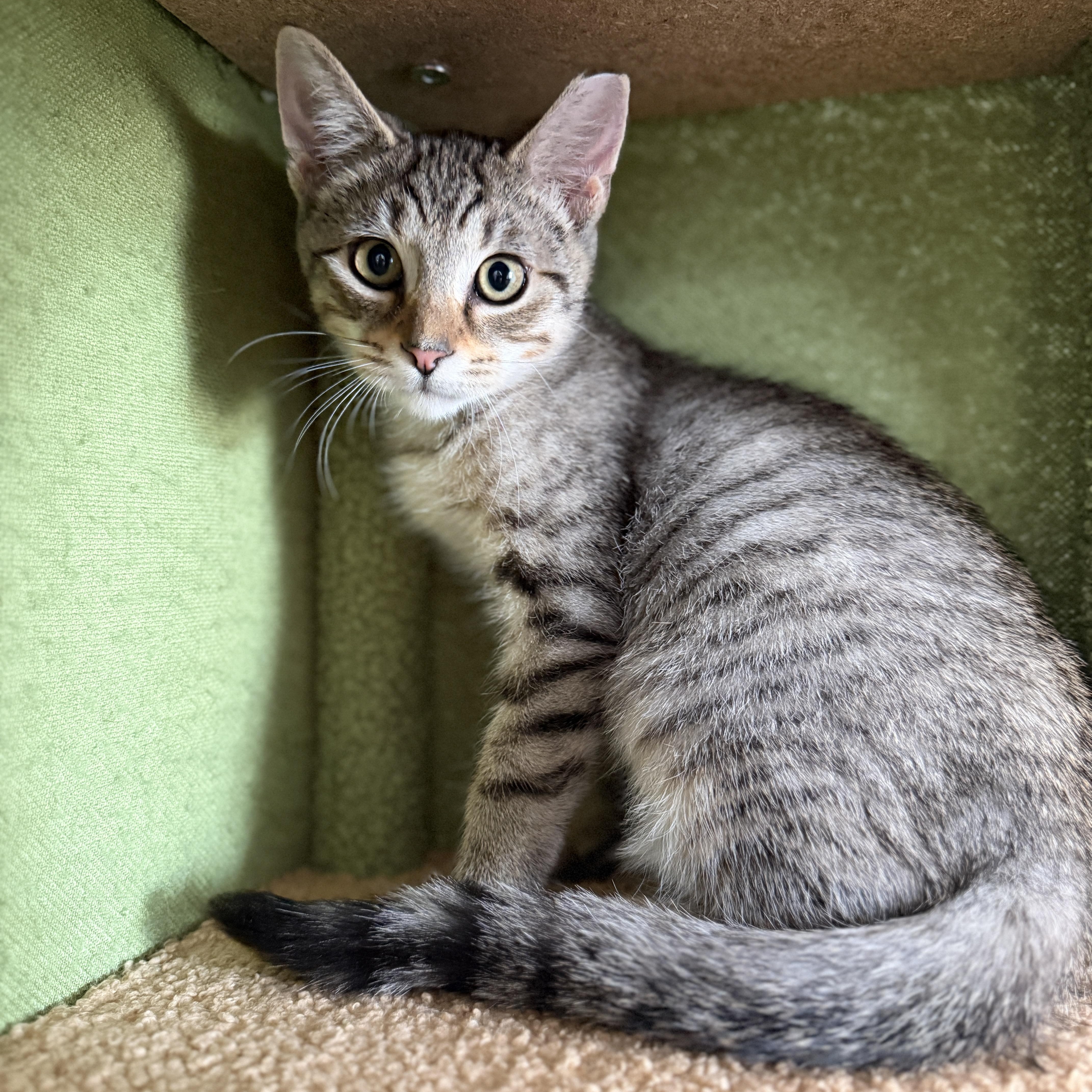 Enlarge Ducky, a Adopted Domestic Short Hair in Roanoke, VA image 2/3