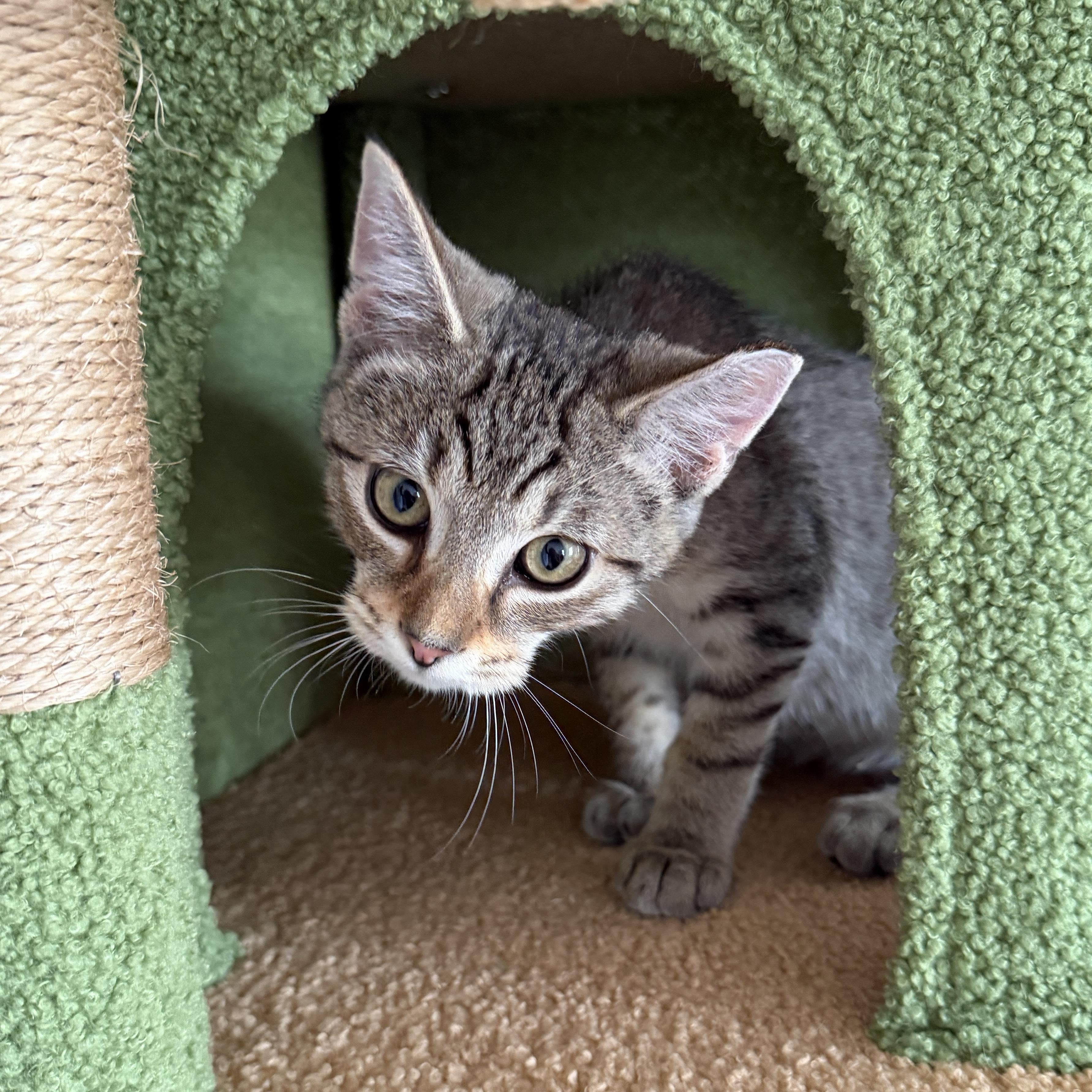 Ducky, Adopted, Kitten Male Domestic Short Hair.