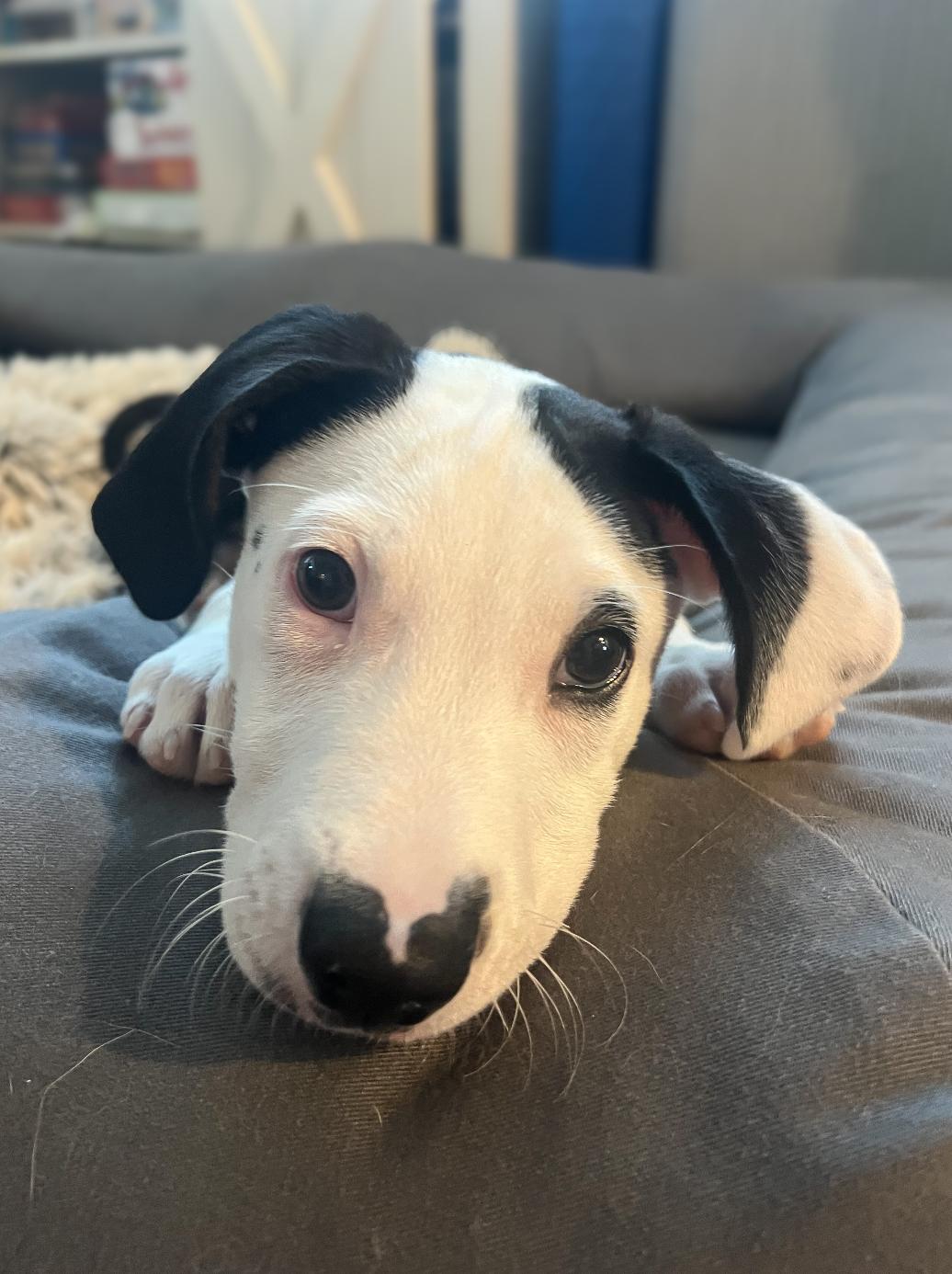 Ryder, an adopted mixed breed in Newport Beach, CA image 2/6