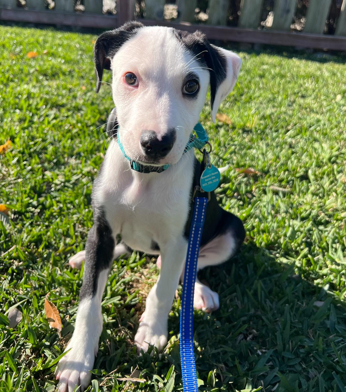 Ryder, an adopted mixed breed in Newport Beach, CA image 4/6