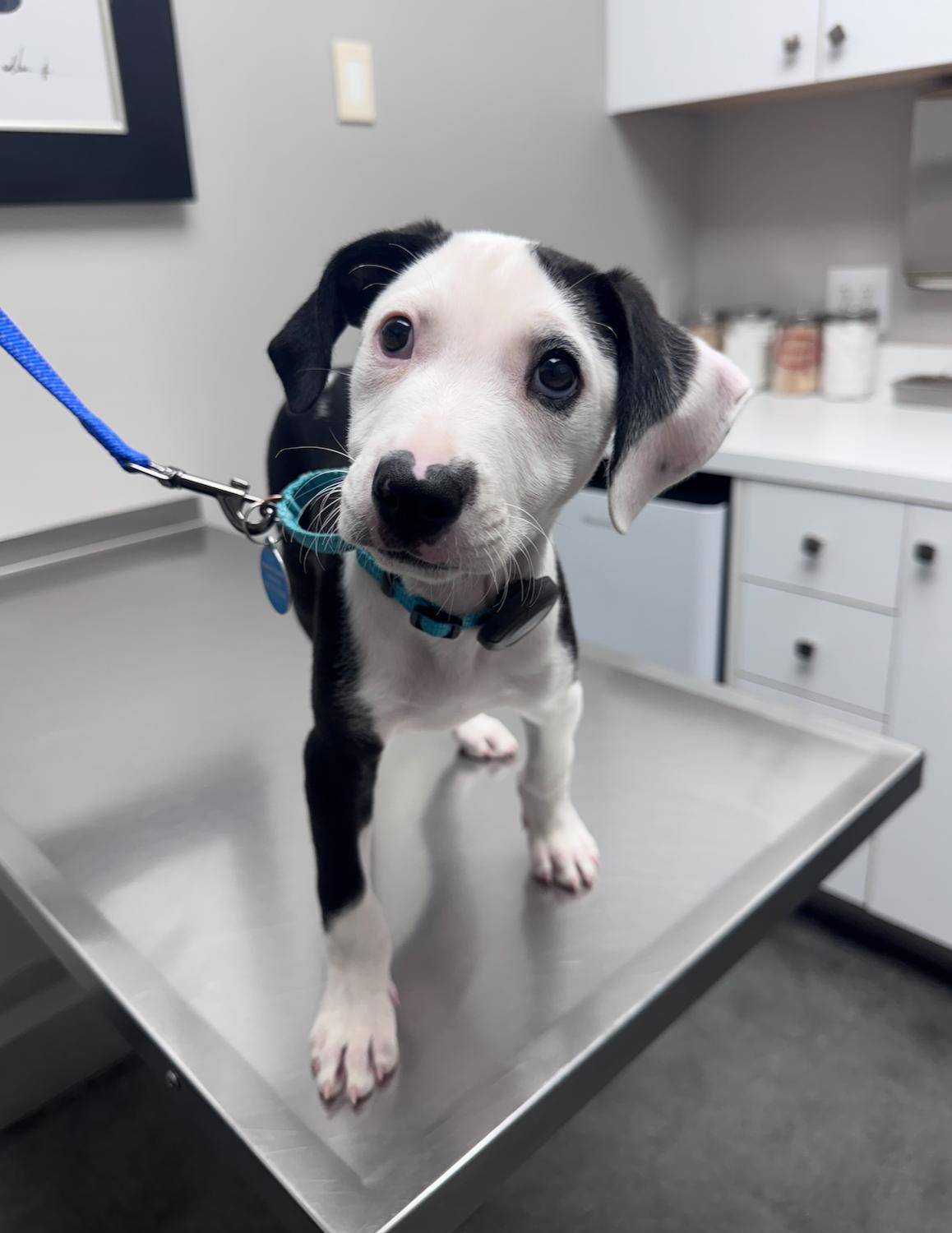 Ryder, an adopted mixed breed in Newport Beach, CA image 6/6