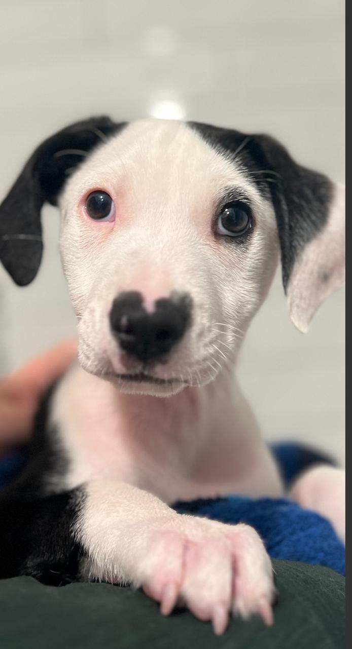 Ryder, adopted, Puppy Male Hound & Spaniel.