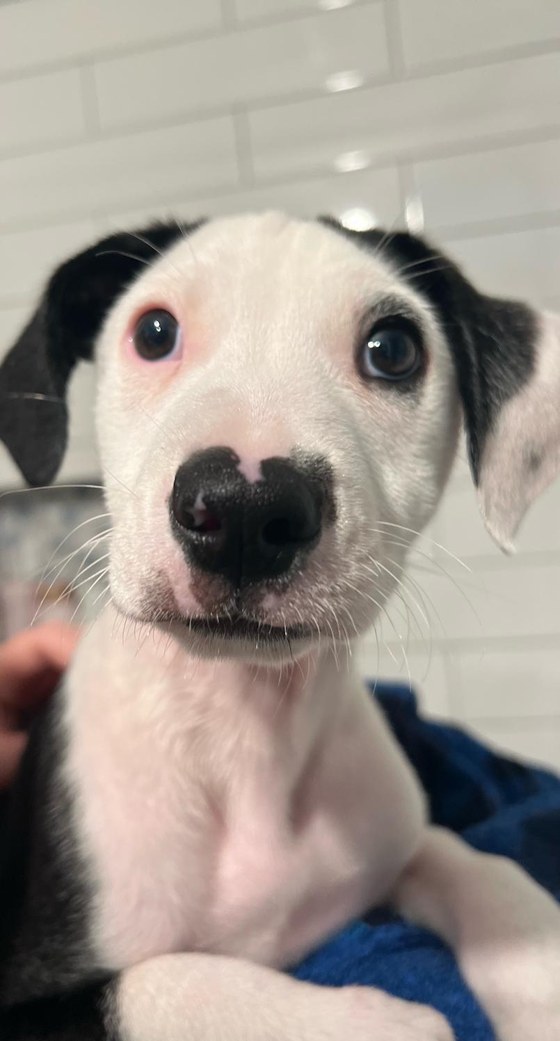 Ryder, an adopted mixed breed in Newport Beach, CA image 5/6