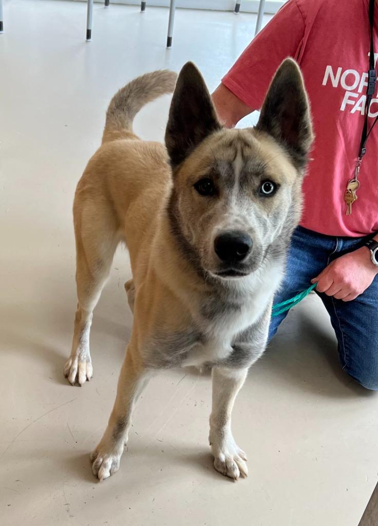Cupun/Opium/Axel, Adoptable, Adult Male Husky.