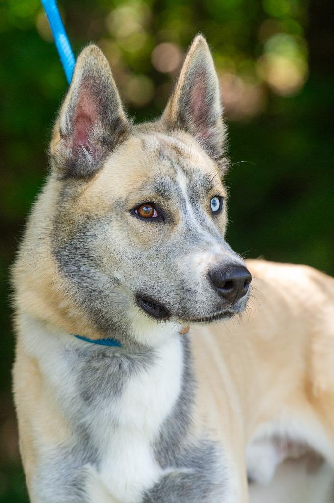 Enlarge Cupun/Opium/Axel, a Adoptable mixed breed in Johnson City, TN image 2/4