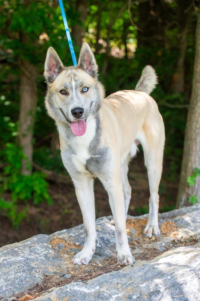 Enlarge Cupun/Opium/Axel, a Adoptable mixed breed in Johnson City, TN image 3/4