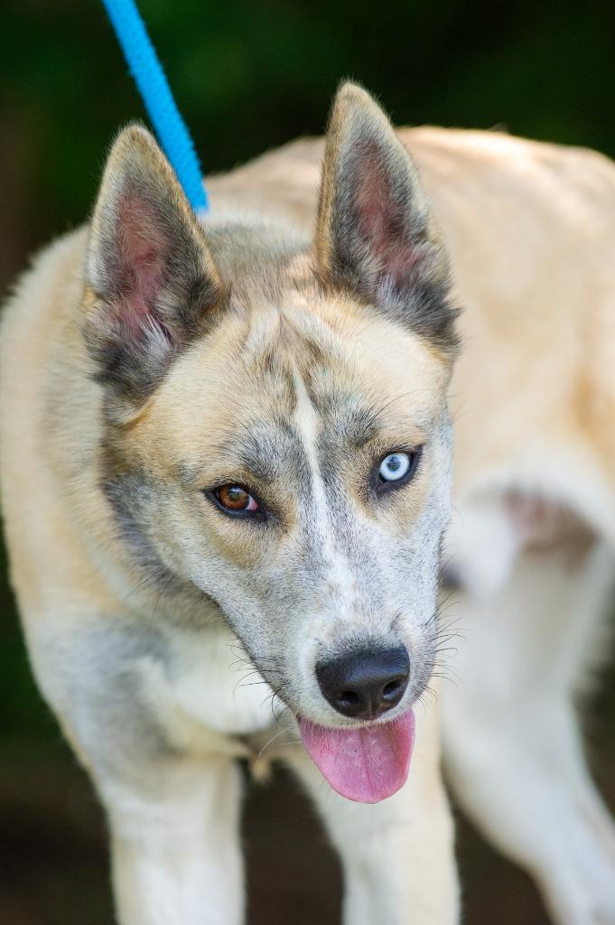 Enlarge Cupun/Opium/Axel, a Adoptable mixed breed in Johnson City, TN image 4/4