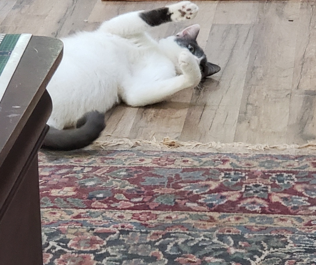 Nunzio, Adoptable, Adult Male Domestic Short Hair.