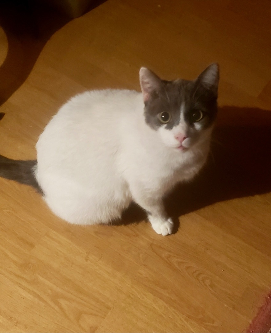 Nunzio, a Adoptable Domestic Short Hair in Winston-Salem, NC image 2/12