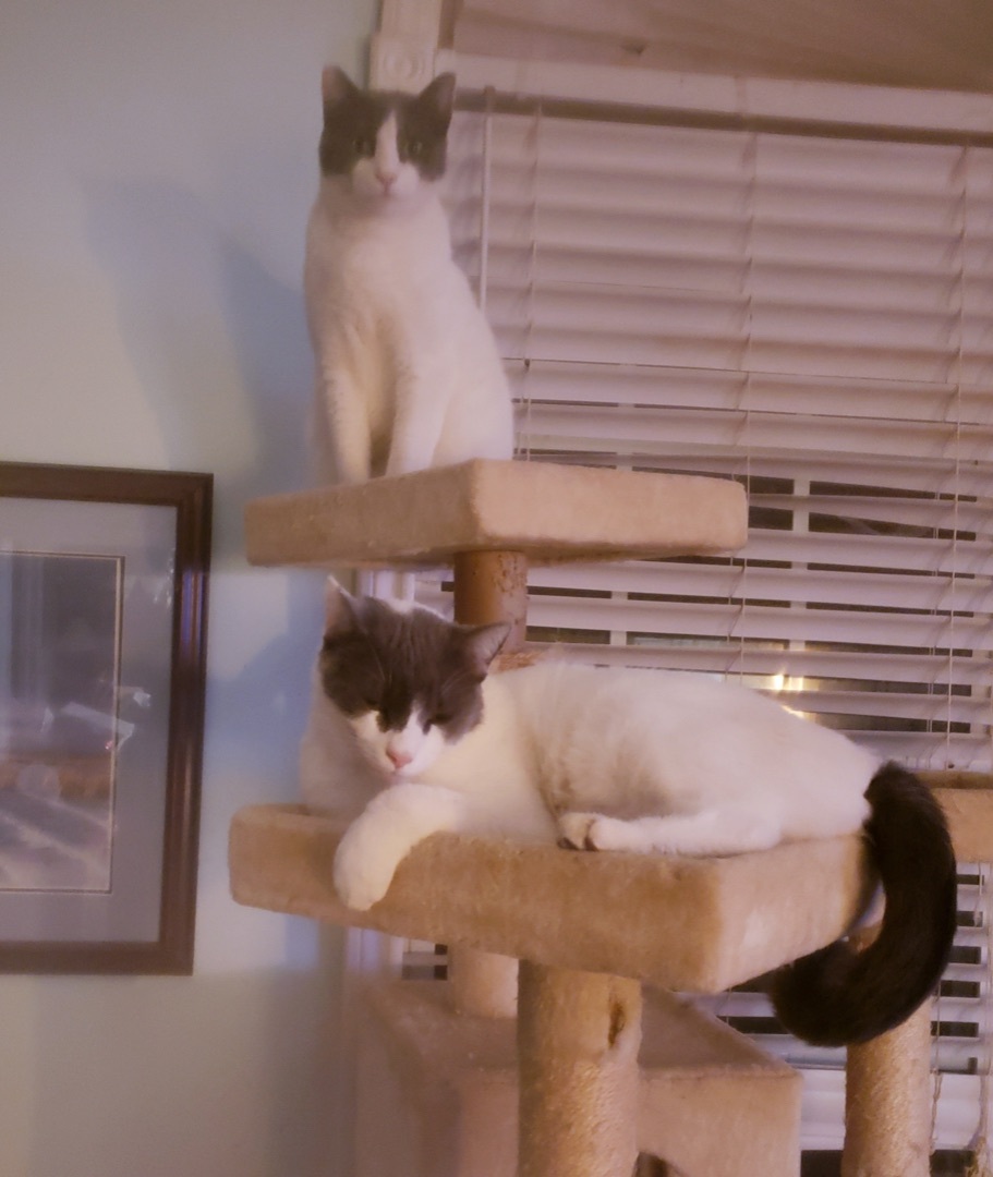 Nunzio, a Adoptable Domestic Short Hair in Winston-Salem, NC image 3/12