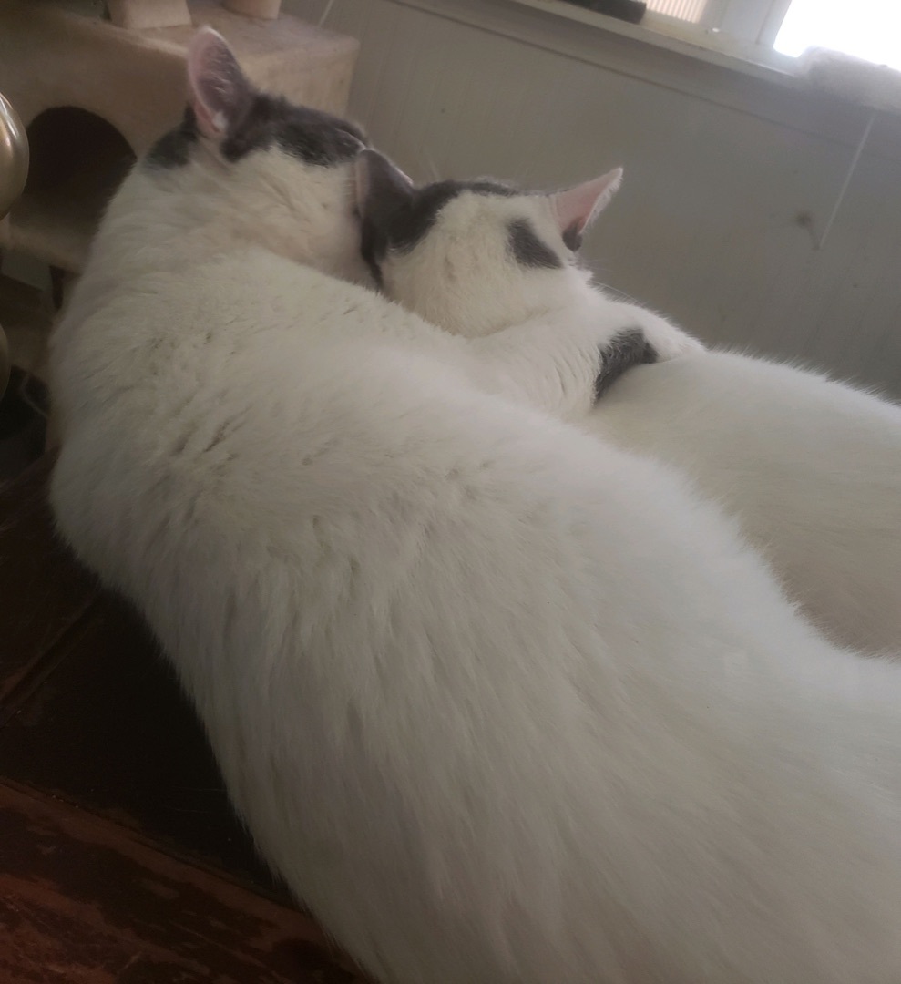 Nunzio, a Adoptable Domestic Short Hair in Winston-Salem, NC image 5/12