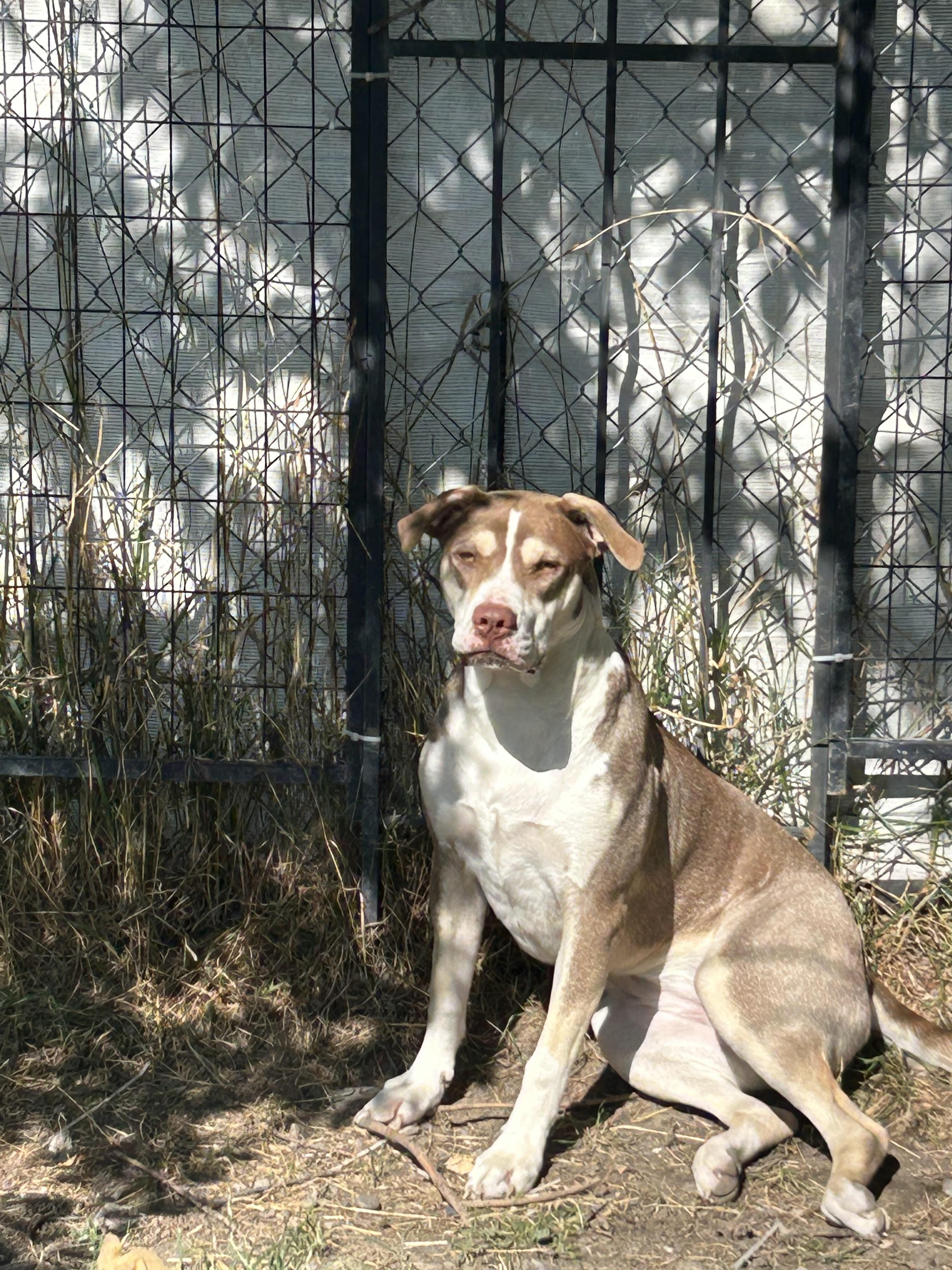 Montana Libby, an adoptable Australian Kelpie in Hardin, MT, 59034 | Photo Image 2