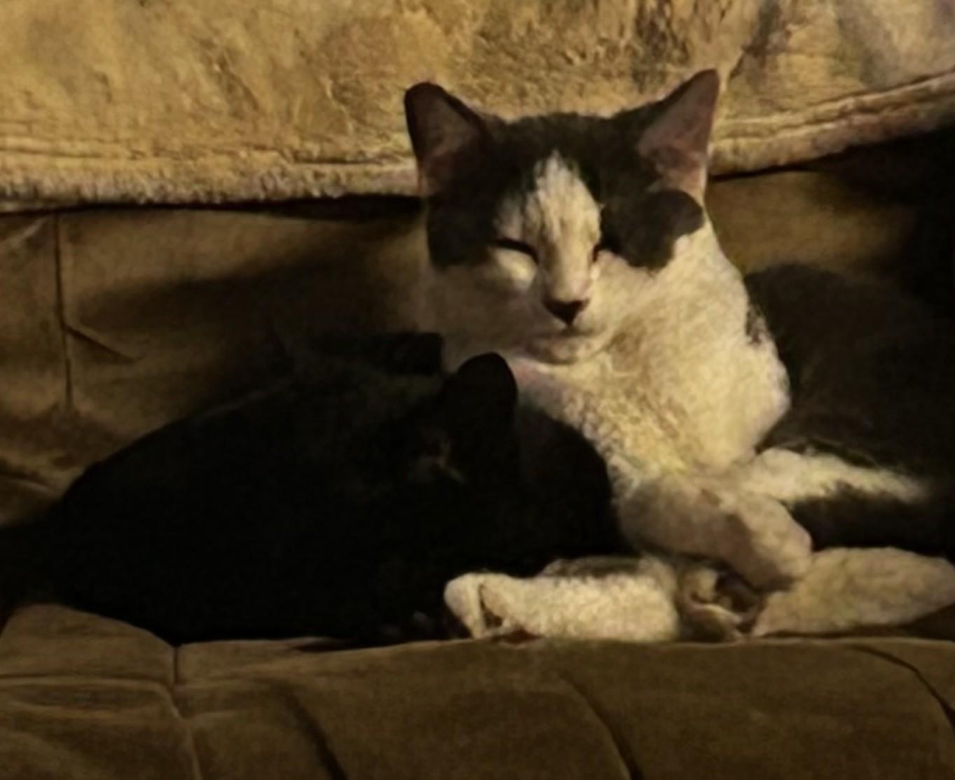 Cupcake (with Boyd), adopted, Kitten Female Domestic Short Hair.