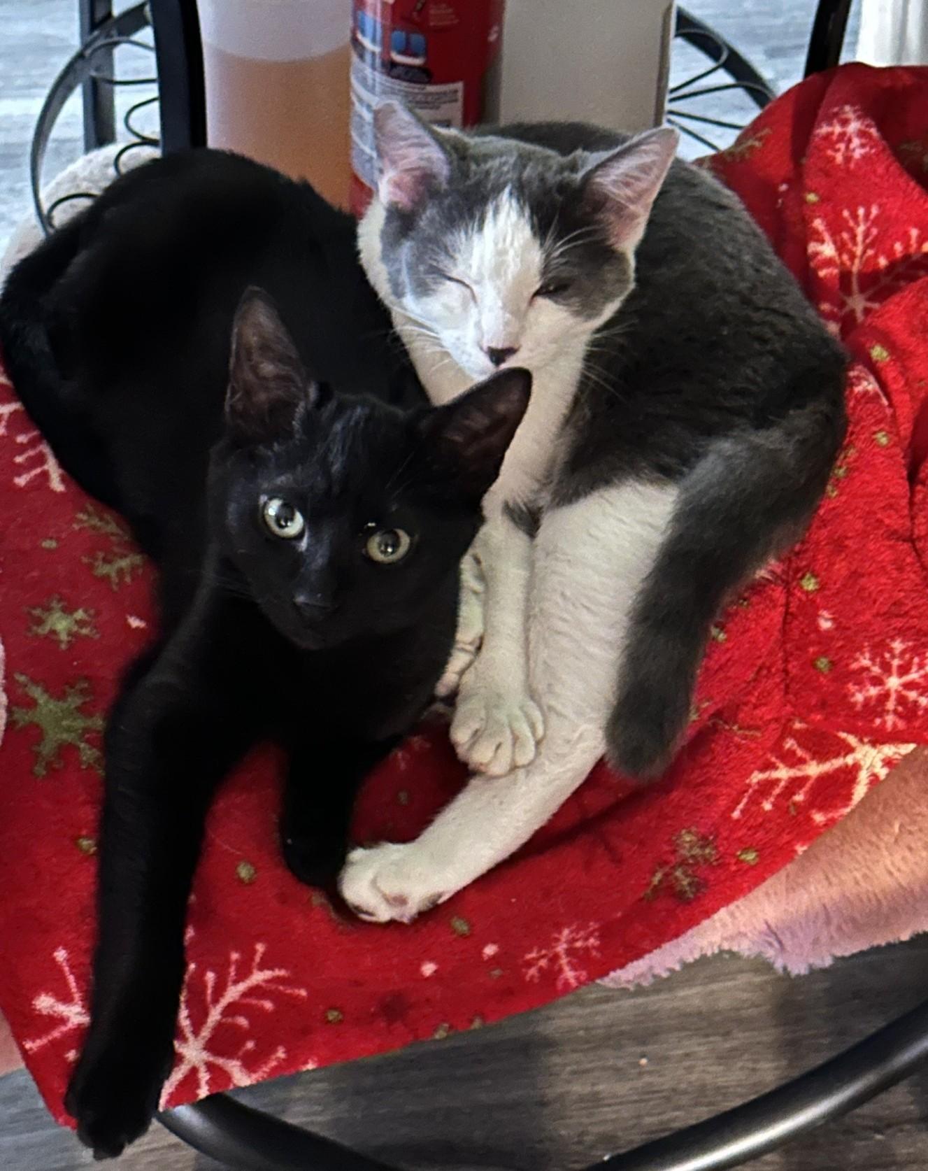Enlarge Cupcake (with Boyd), an adopted Domestic Short Hair in Silverton, OR image 2/2