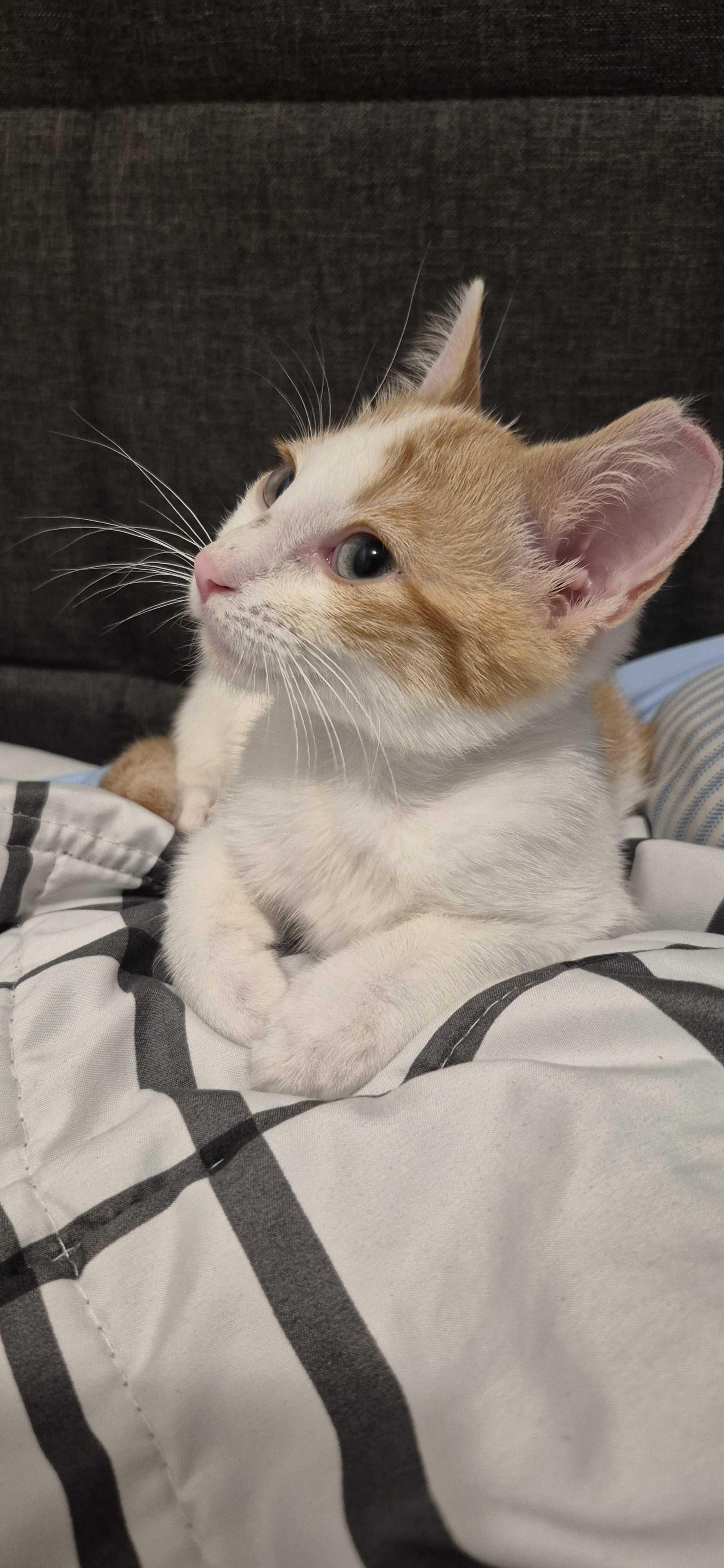 Gabe, a ADOPTABLE Domestic Short Hair in Weehawken, NJ image 3/6
