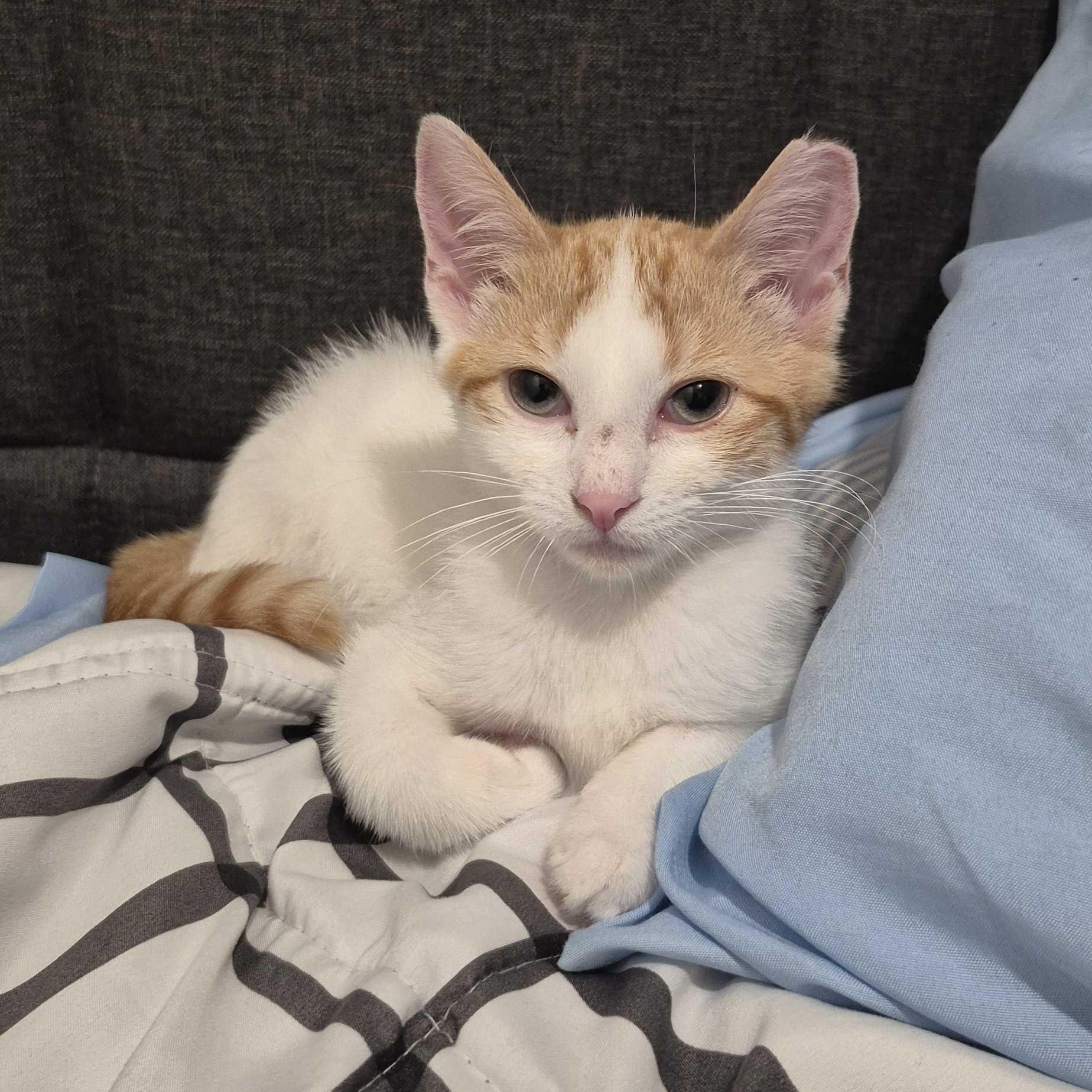 Gabe, a ADOPTABLE Domestic Short Hair in Weehawken, NJ image 1/6