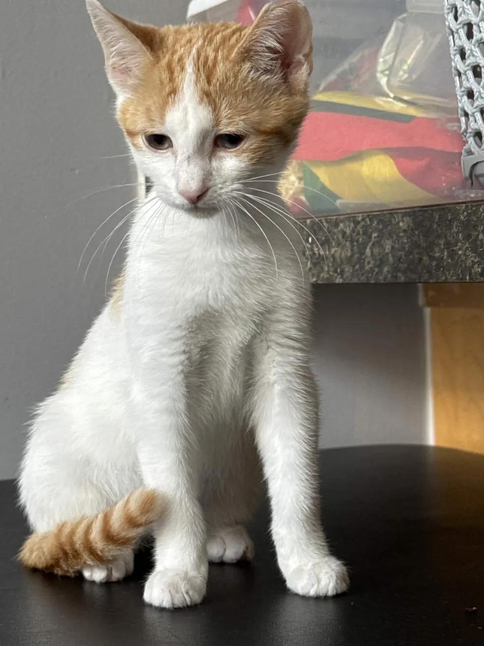 Gabe, a ADOPTABLE Domestic Short Hair in Weehawken, NJ image 6/6
