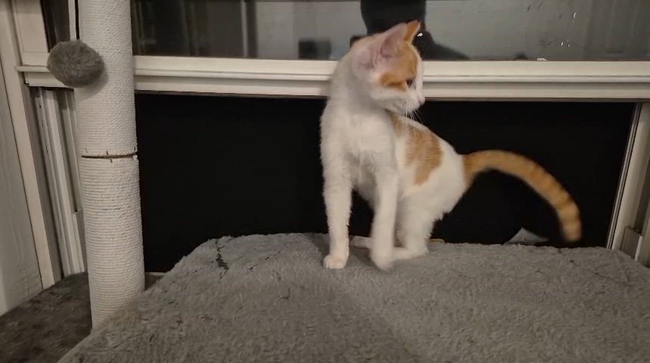 Enlarge Gabe, a ADOPTABLE Domestic Short Hair in Weehawken, NJ video 5/6