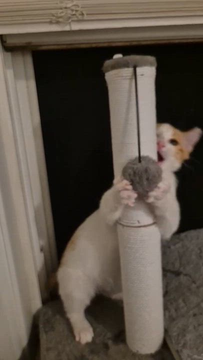 Enlarge Gabe, a ADOPTABLE Domestic Short Hair in Weehawken, NJ video 2/6
