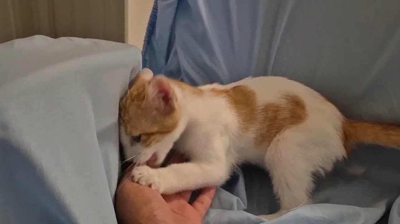 Enlarge Gabe, a ADOPTABLE Domestic Short Hair in Weehawken, NJ video 4/6