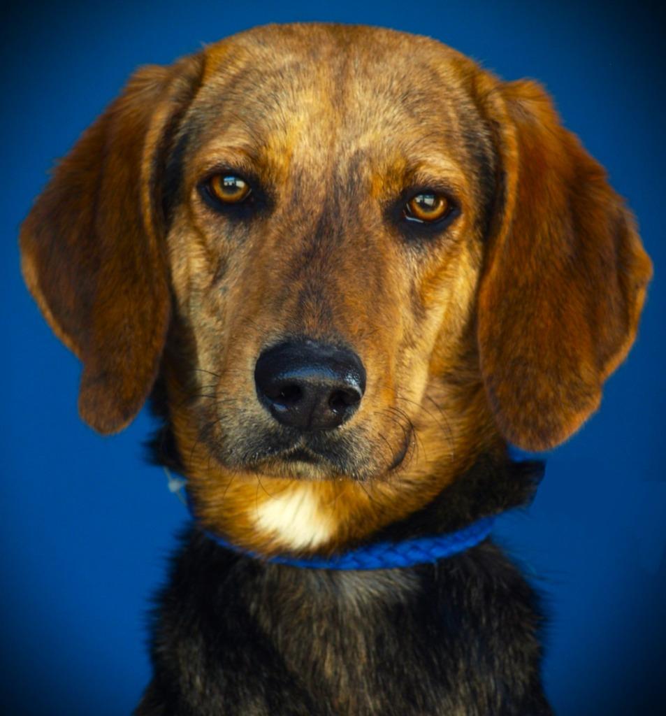Enlarge Arrow, a Adoptable Hound in Denham Springs, LA image 1/4