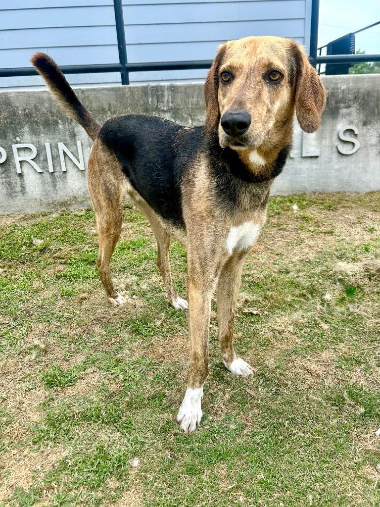Enlarge Arrow, a Adoptable Hound in Denham Springs, LA image 2/4