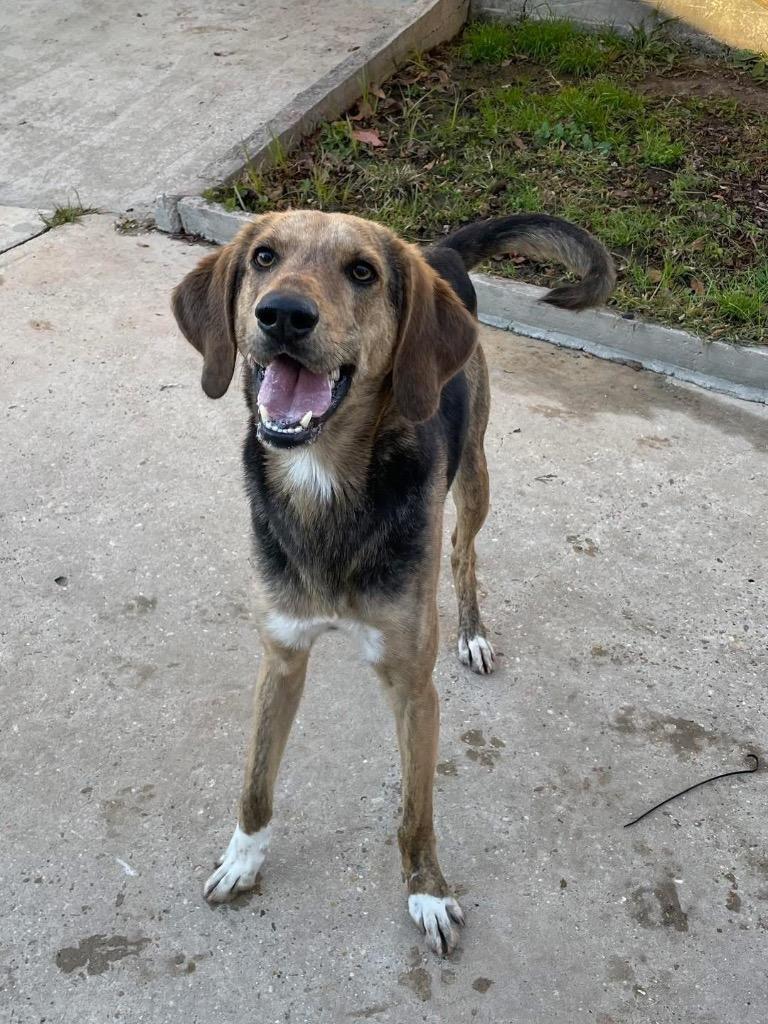 Enlarge Arrow, a Adoptable Hound in Denham Springs, LA image 3/4