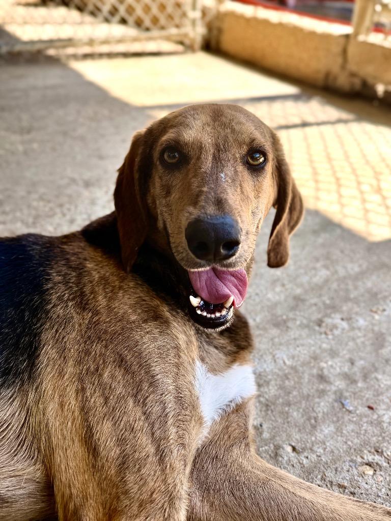 Enlarge Arrow, a Adoptable Hound in Denham Springs, LA image 4/4