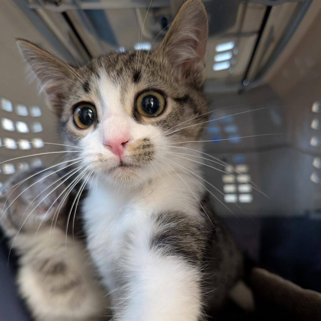 Big Bend, Adoptable, Kitten Male Domestic Short Hair.