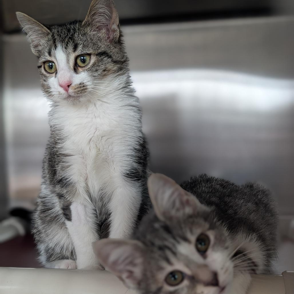 Enlarge Big Bend, a Adoptable Domestic Short Hair in Asheville, NC image 2/6