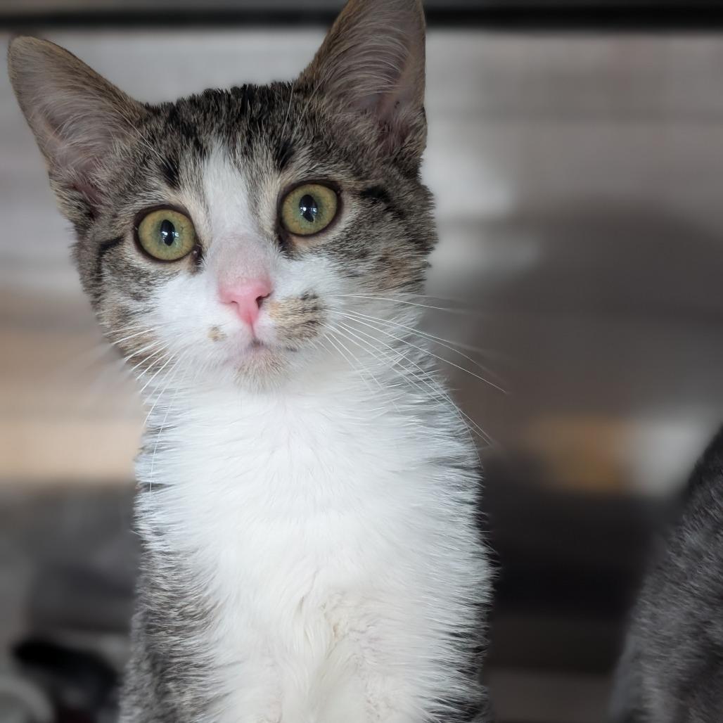 Enlarge Big Bend, a Adoptable Domestic Short Hair in Asheville, NC image 3/6