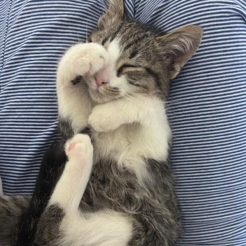 Enlarge Big Bend, a Adoptable Domestic Short Hair in Asheville, NC image 4/6