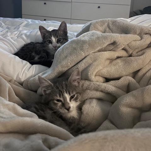 Enlarge Big Bend, a Adoptable Domestic Short Hair in Asheville, NC image 6/6