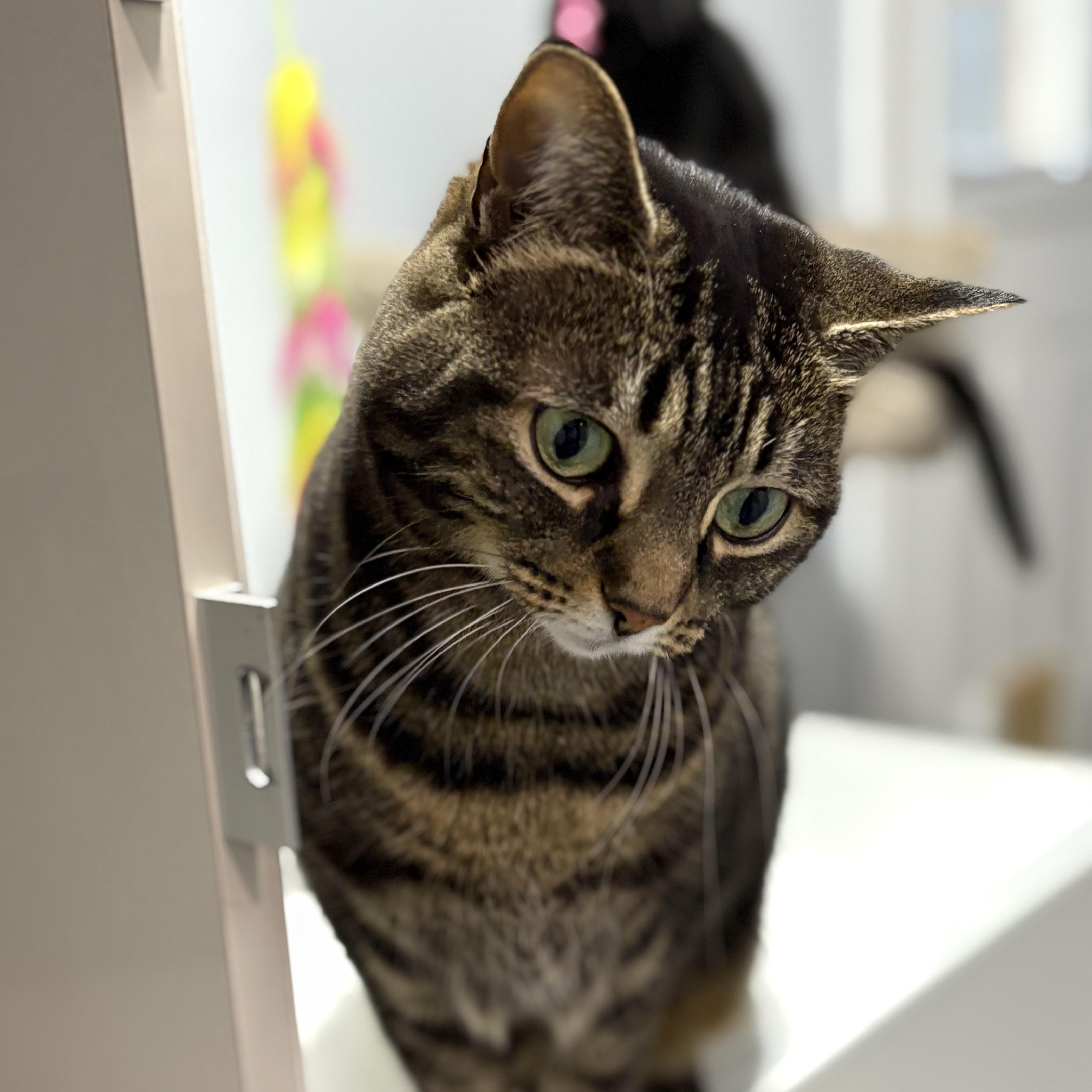 Korra, an adopted Domestic Short Hair in East Garafraxa, ON image 2/2