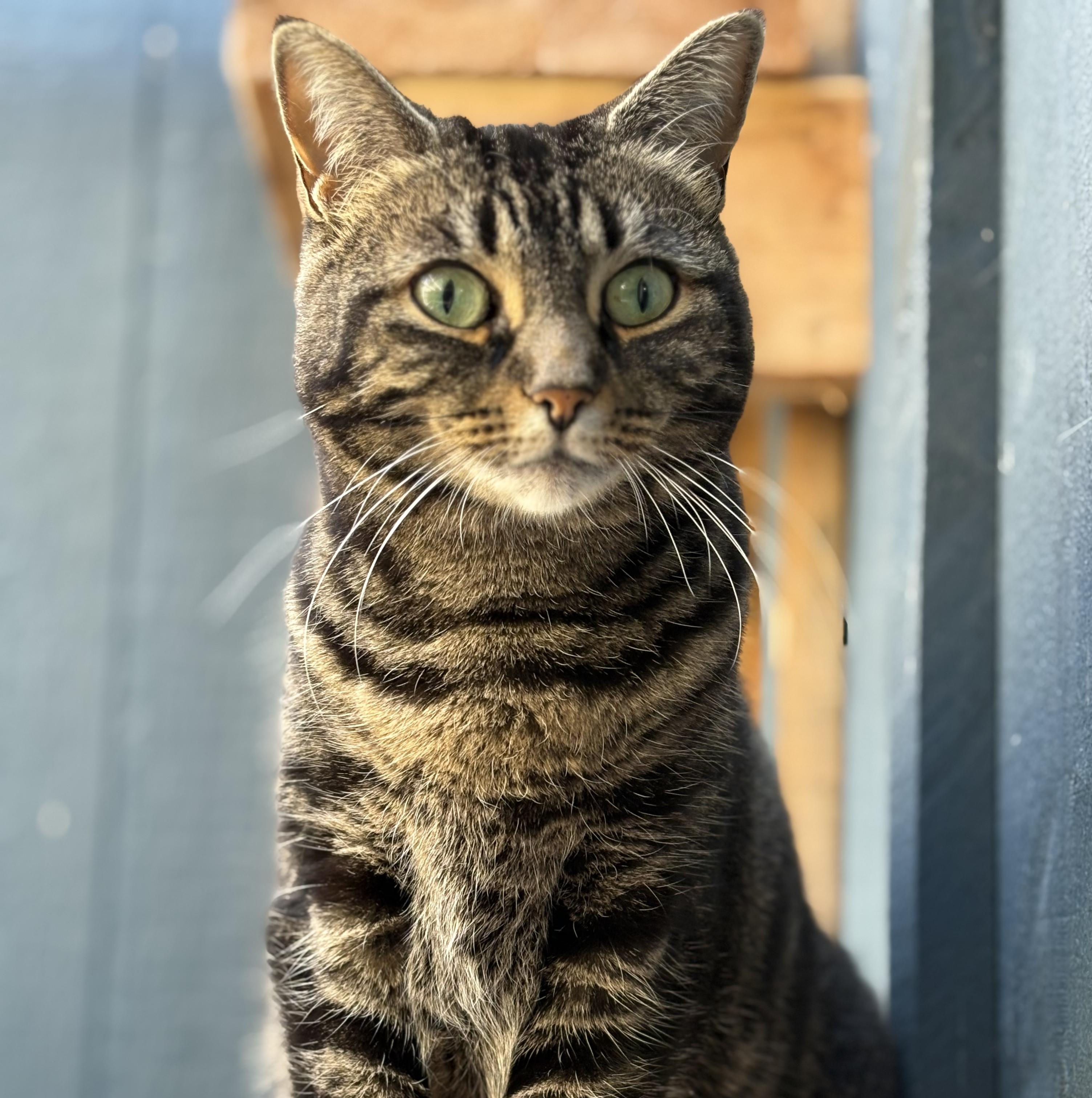 Korra, adopted, Adult Female Domestic Short Hair.