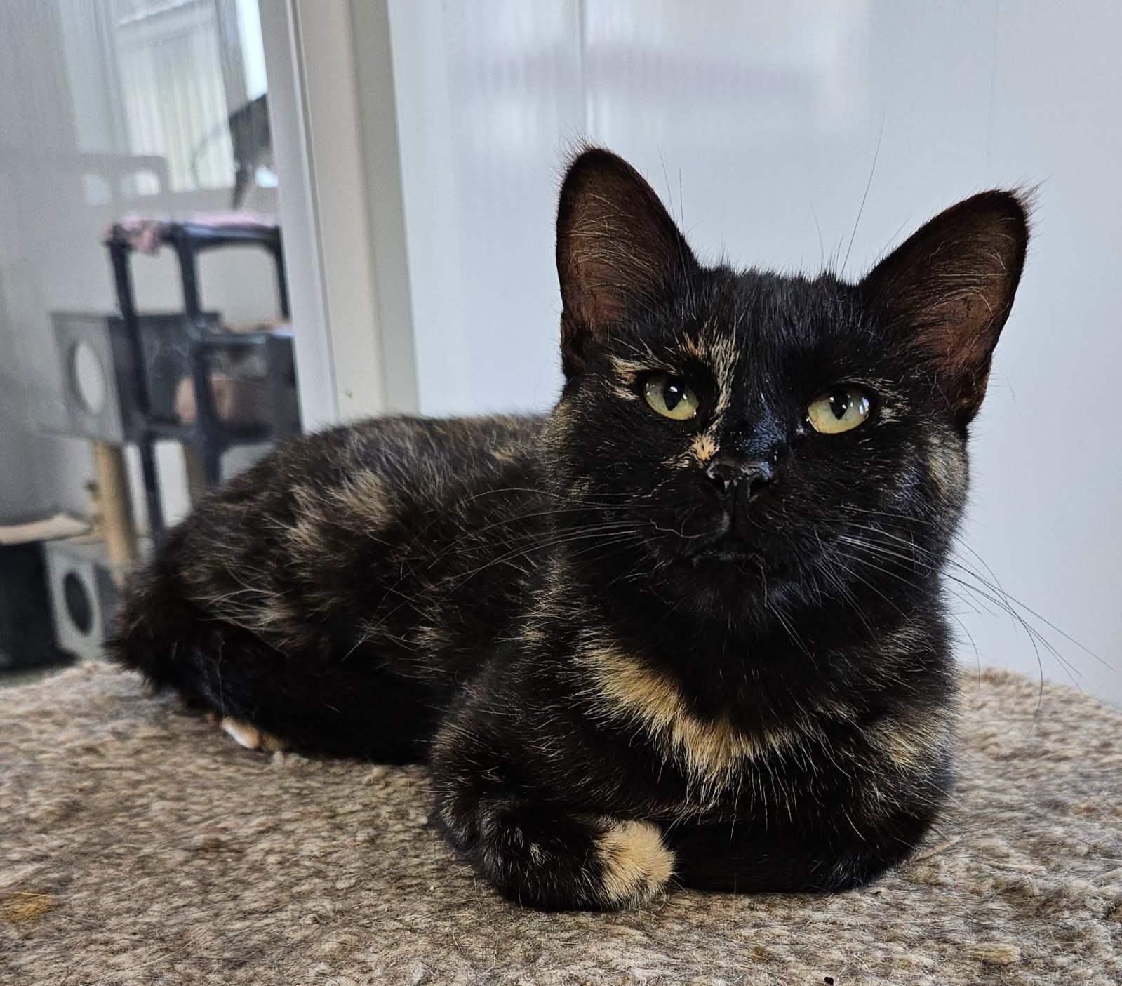 Apache, Adult Female Domestic Short Hair